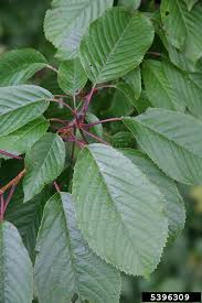 Attēlu rezultāti vaicājumam “Padus avium fruit”