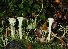 Attēlu rezultāti vaicājumam “Cladonia coccifera”