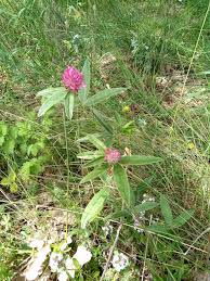 Attēlu rezultāti vaicājumam “Trifolium alpestre”