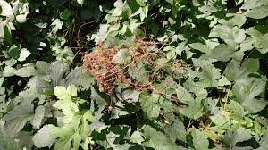 Attēlu rezultāti vaicājumam “Cuscuta europaea fruit”