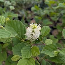Attēlu rezultāti vaicājumam “Fothergilla major”