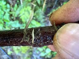 Attēlu rezultāti vaicājumam “Cudoniella clavus”