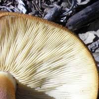 Attēlu rezultāti vaicājumam “Gymnopilus sapineus”