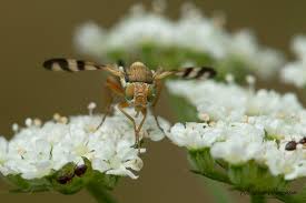 Attēlu rezultāti vaicājumam “Urophora jaceana”