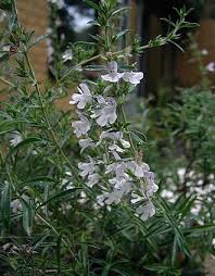 Image result for Bohnenkraut