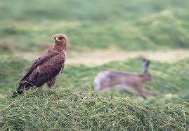 Attēlu rezultāti vaicājumam “Aquila pomarina”