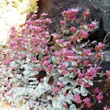 Image result for Diptam