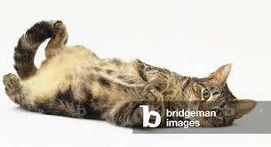 Attēlu rezultāti vaicājumam “Felis silvestris catus”