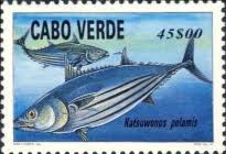 Image result for Katsuwonus pelamis