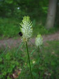 Attēlu rezultāti vaicājumam “Phyteuma spicatum”