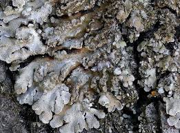 Attēlu rezultāti vaicājumam “Physconia detersa”