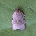 Attēlu rezultāti vaicājumam “Lozotaenia forsterana”