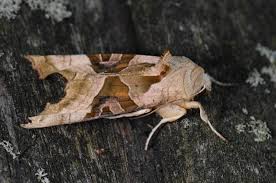 Attēlu rezultāti vaicājumam “Phlogophora meticulosa”