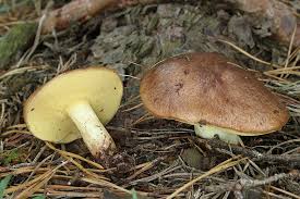 Attēlu rezultāti vaicājumam “Suillus granulatus”