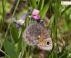 Attēlu rezultāti vaicājumam “Lasiommata petropolitana upperside”