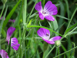 Image result for Kornrade