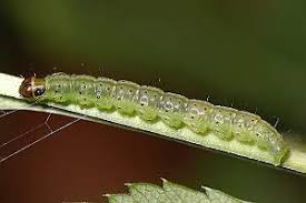 Attēlu rezultāti vaicājumam “Agonopterix ciliella”