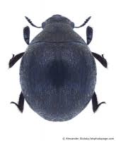 Attēlu rezultāti vaicājumam “Byrrhidae”