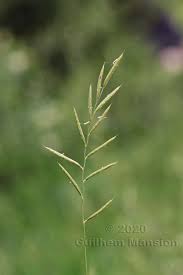 Attēlu rezultāti vaicājumam “Brachypodium pinnatum”