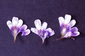 Attēlu rezultāti vaicājumam “Pinguicula vulgaris flower”