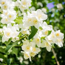 Attēlu rezultāti vaicājumam “Philadelphus lemoinei flower”