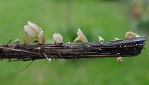 Attēlu rezultāti vaicājumam “Hymenoscyphus fraxineus”