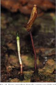 Attēlu rezultāti vaicājumam “Buxbaumia aphylla sporophyte”