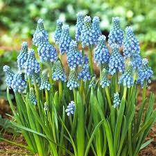 Attēlu rezultāti vaicājumam “Muscari armeniacum”