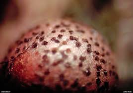 Attēlu rezultāti vaicājumam “Lycogala roseosporum macro”