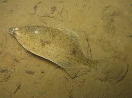 Image result for Parophrys vetulus