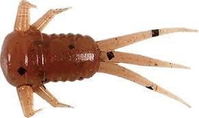 Attēlu rezultāti vaicājumam “nymph”