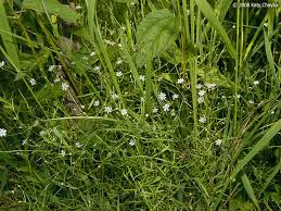 Attēlu rezultāti vaicājumam “Stellaria longifolia flower”