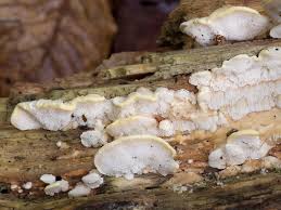 Attēlu rezultāti vaicājumam “Antrodiella serpula”