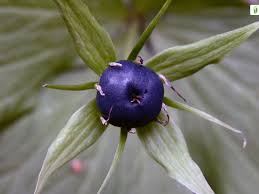 Attēlu rezultāti vaicājumam “Paris quadrifolia”