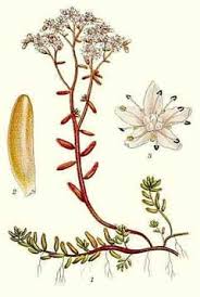 Attēlu rezultāti vaicājumam “Sedum album leaf”