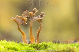 Attēlu rezultāti vaicājumam “Pseudocraterellus”