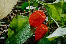 Attēlu rezultāti vaicājumam “Physalis alkekengi fruit”