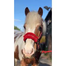 Image result for Shey Copse Riding Centre