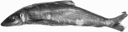 Image result for Albula glossodonta
