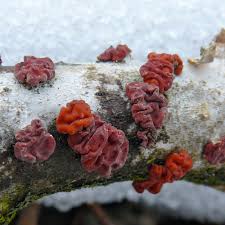 Attēlu rezultāti vaicājumam “Peniophora rufa”