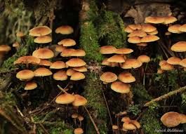 Attēlu rezultāti vaicājumam “Xeromphalina campanella”