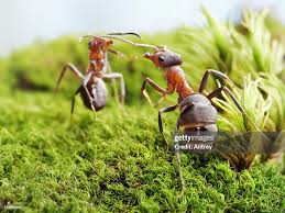 Attēlu rezultāti vaicājumam “Formica rufa”