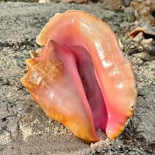 Image result for Aliger gigas