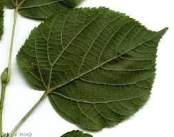 Attēlu rezultāti vaicājumam “Tilia platyphyllos subsp. cordifolia”