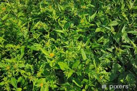 Attēlu rezultāti vaicājumam “Bidens tripartita”