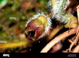 Attēlu rezultāti vaicājumam “Asarum europaeum flower”