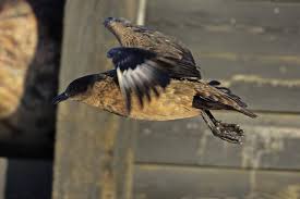 Image result for Stercorarius skua