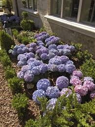 Attēlu rezultāti vaicājumam “Hydrangea arborescens subsp. discolor”