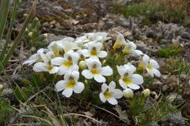 Attēlu rezultāti vaicājumam “Euphrasia”