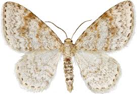 Attēlu rezultāti vaicājumam “Hydrelia sylvata”